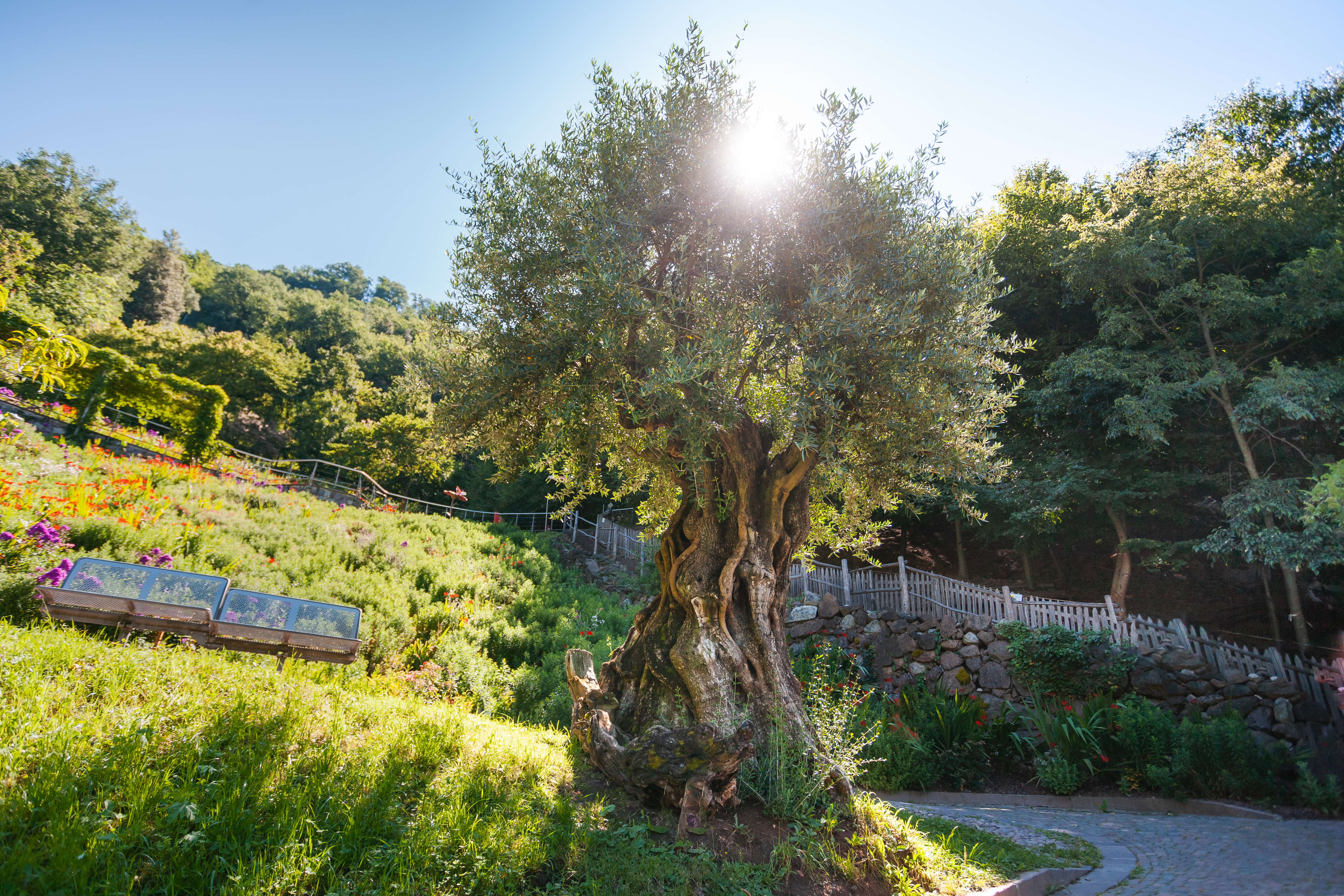 ALBERO DI ULIVO OLIVO - OTTOBRATICA - IN VASO 17 cm O FITOCELLA