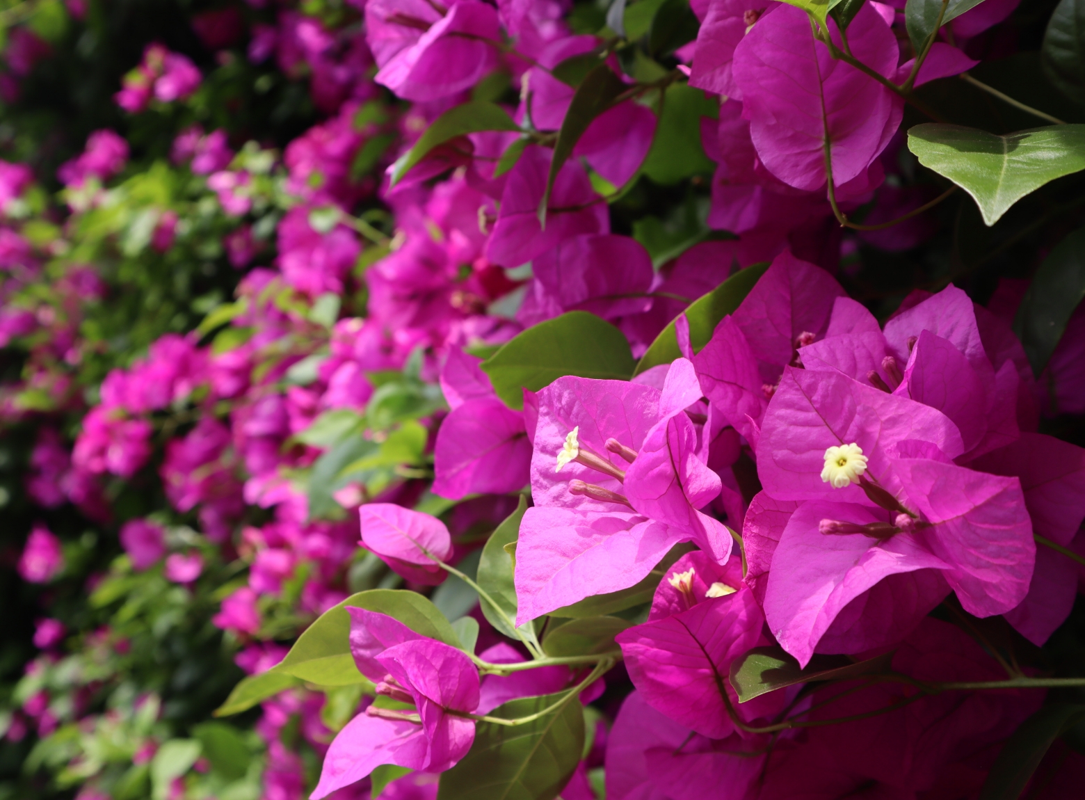 Bougainvillea | SW10206