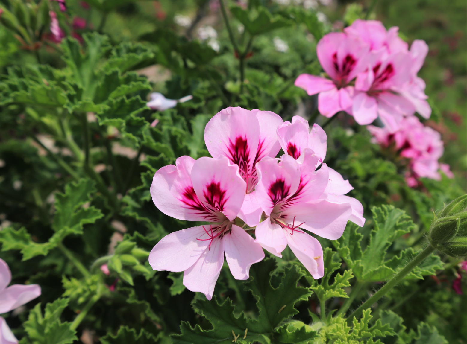 Duftpelargonien