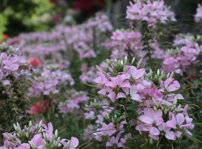 Cleome 