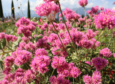 Kugelamaranth