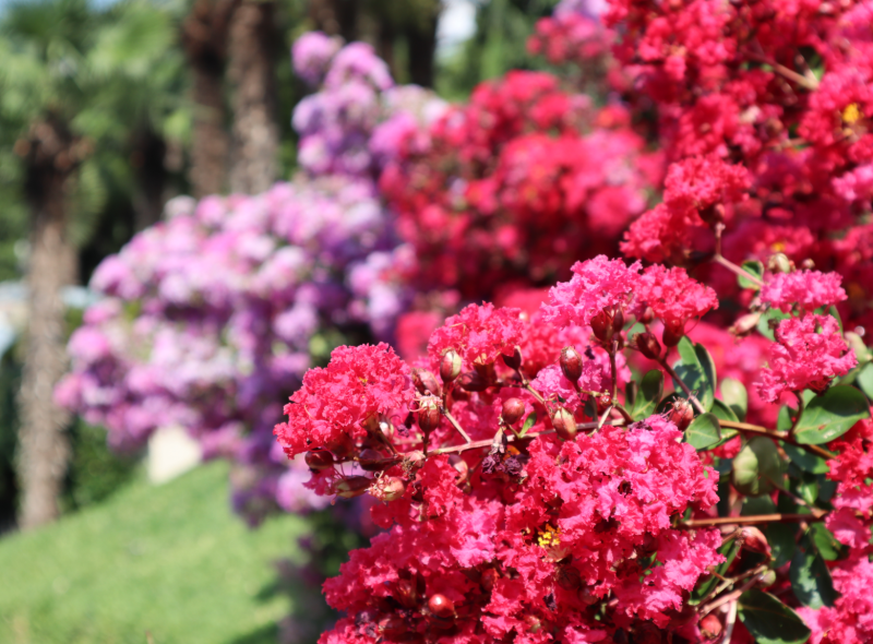 Lagerstroemia 